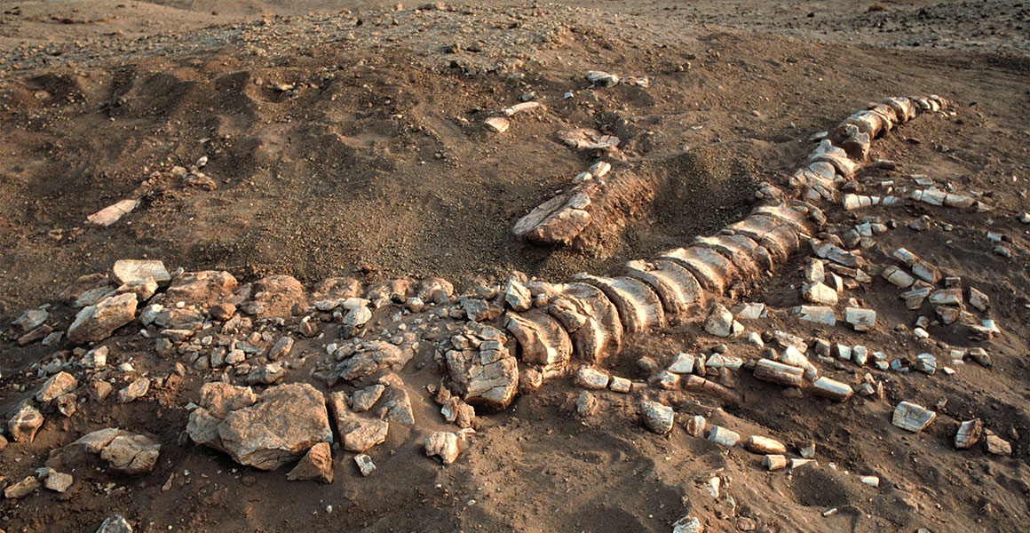 Dinosaur tail fossil partially uncovered during an excavation in North Africa